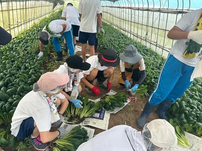 収穫体験と選別